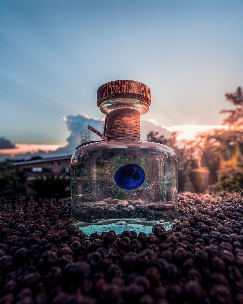 Procera Gin africano