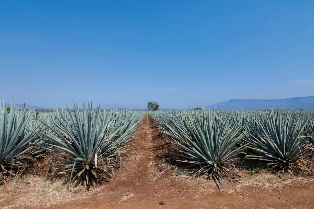 Agave per mezcal